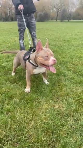 Pocket Bullie