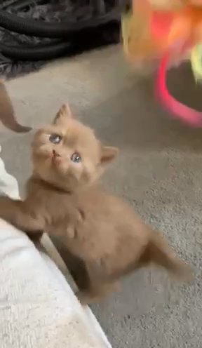 British Short Hair Kittens