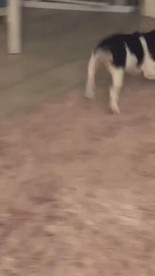 Blue and White French bulldog Female ?