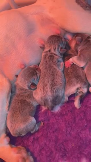 Quality French Bulldogs