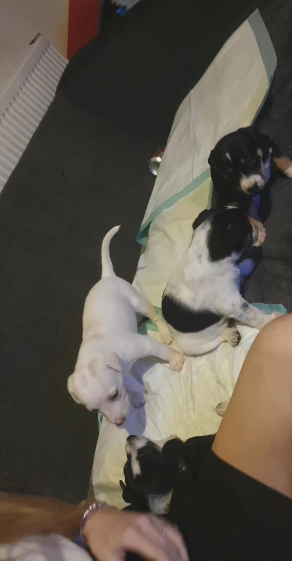 4 beautiful bourder/jack pups