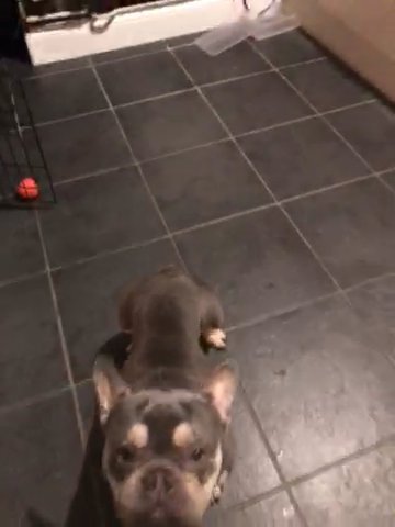 Merle And Tan French Bulldog Mini