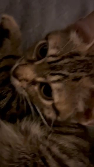 Kitten