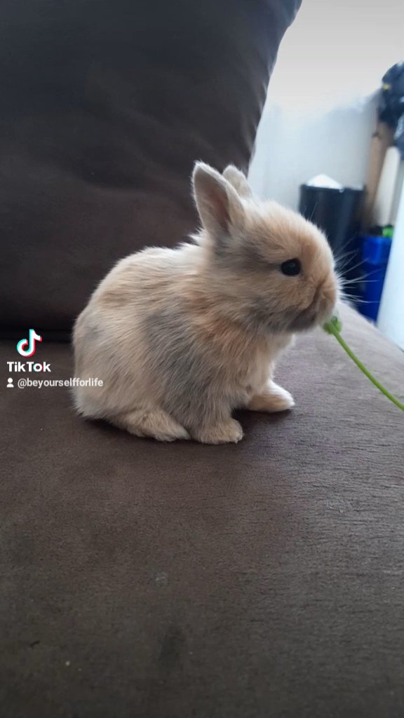 7 baby rabbits for £25  each