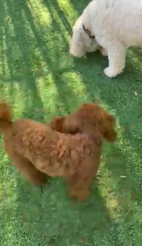 Poodle  Red & White Boys both DNA Fully Health Testedavailable for Stud