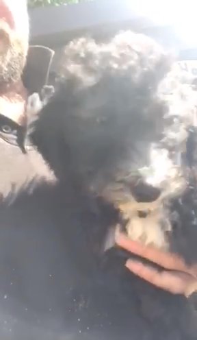Sheepadoodles’s