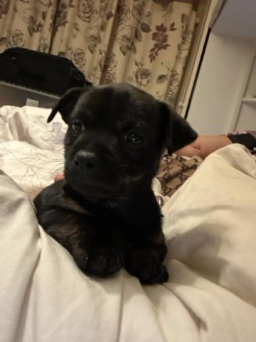 beautiful puppy looking for forever home