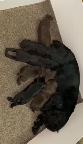 excellent pedigree working cocker spaniel pups