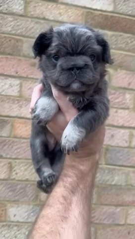 Blue & tan Fluffy Big Rope French Bulldog