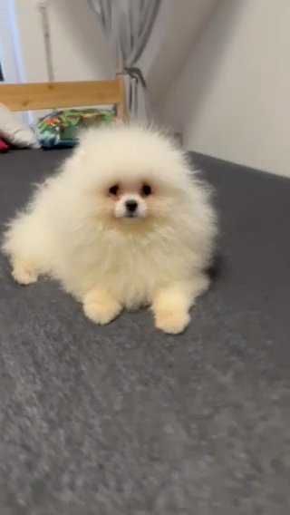Adorable super fluffy Pomeraniam boy in white colour