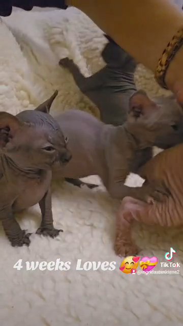 Pedigree Canadian Sphynx