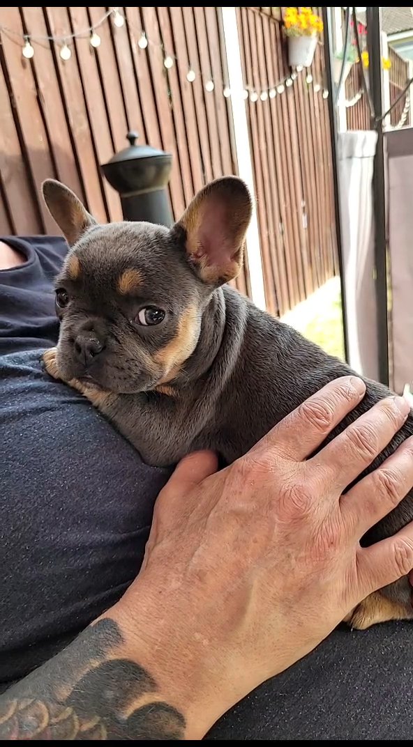Full fluffy and fluffy carrier french bulldogs