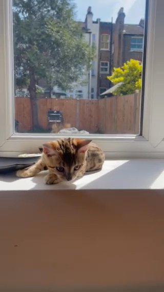Cutie Bengal Rosette