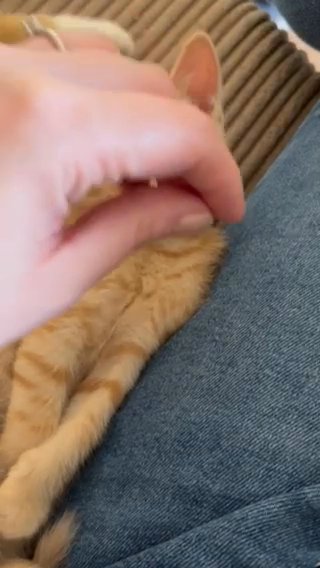 2 Of These Ginger Males For Sale