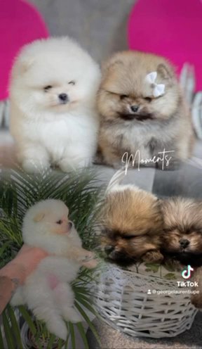Pomeranian Toy