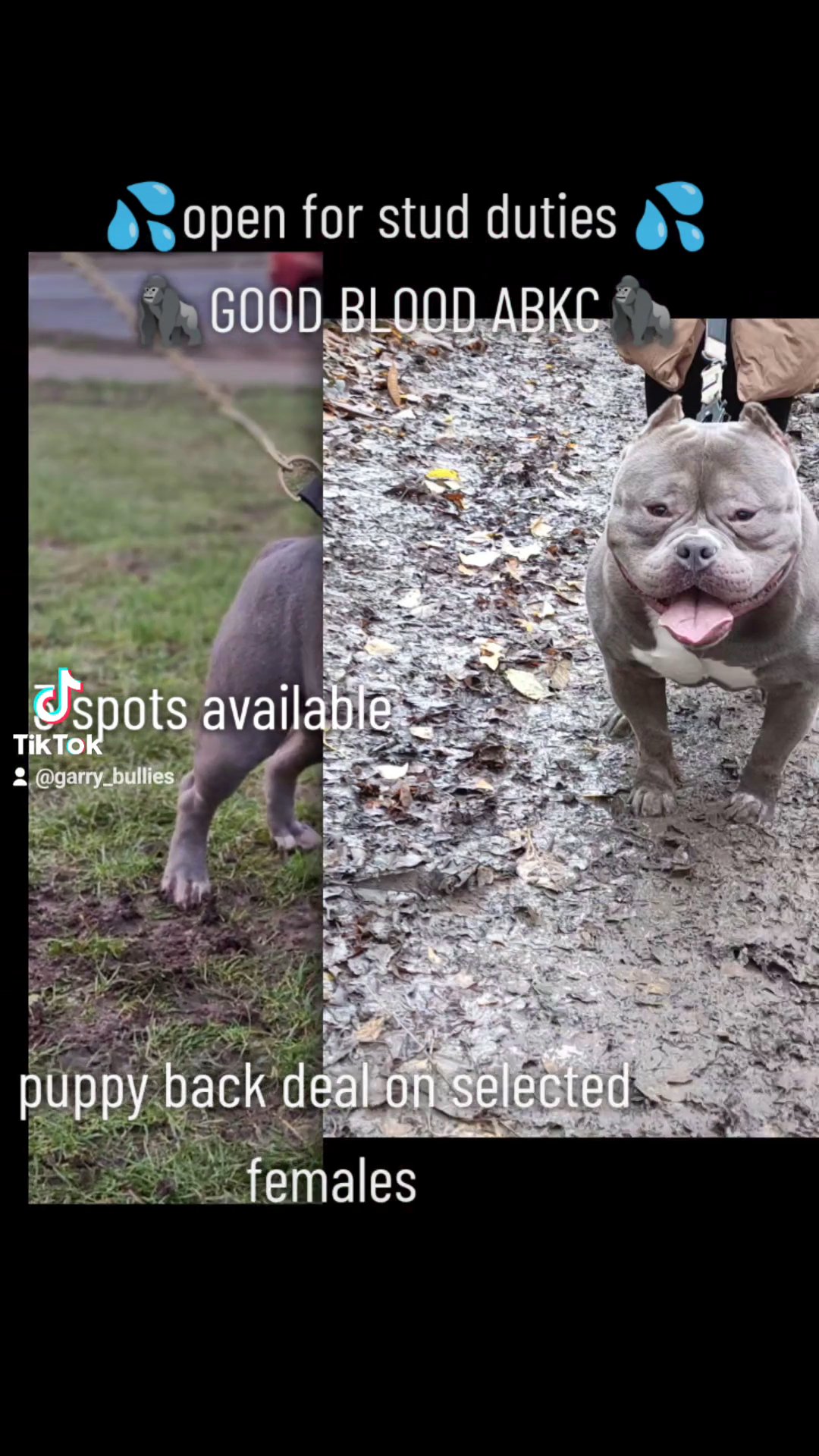 pocket bully open for stud