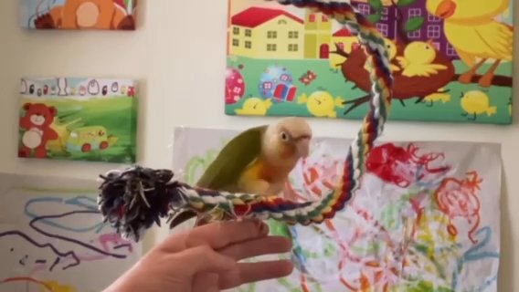 Hand Tame Conure Baby Parrots Hand Raised With Luv Baby Birds