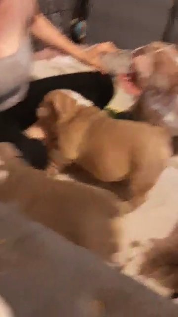 champion line quality bulldogs
