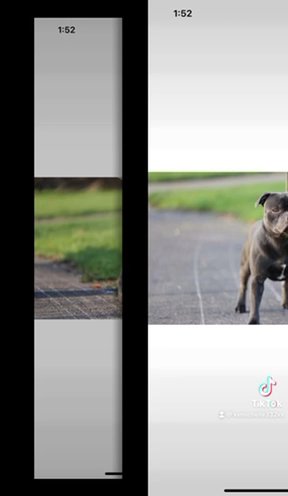 Staffordshire Bull Terrier STUD ONLY Royal Regiment