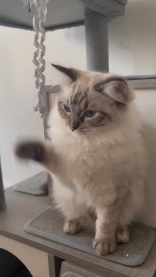 Gorgeous Ragdoll Ready to Go