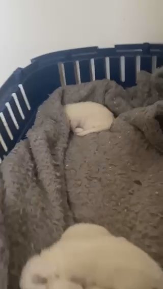 Pure Ragdolls