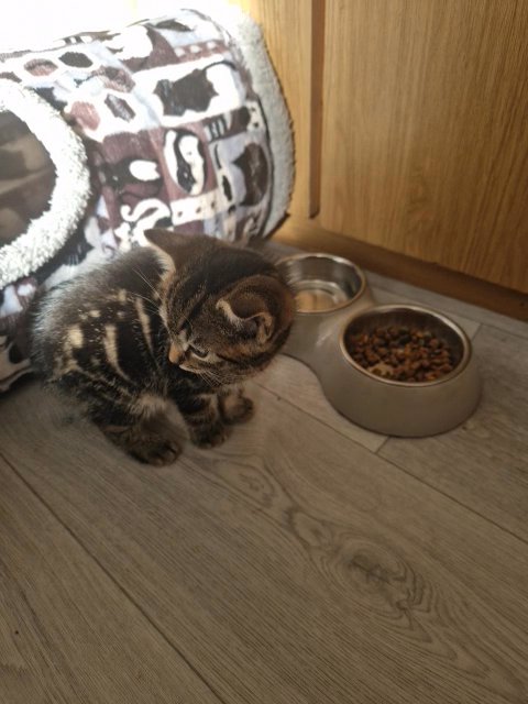 kitten