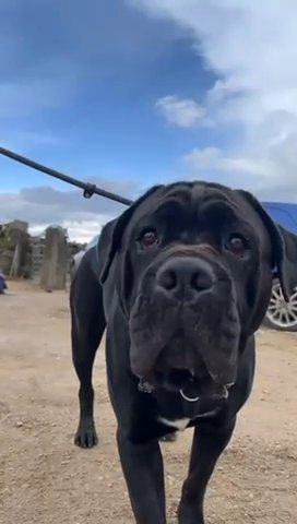 Thor  HEALTH TESTED CANE CORSO  For STUD