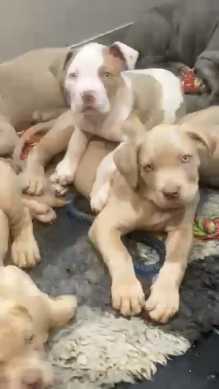 Bandog Mastiffs