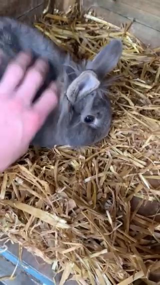 Lion head Rabbit