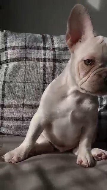 french bulldog puppy