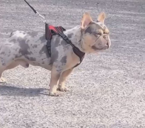 stud .Lilac&tan Merle carrying cream