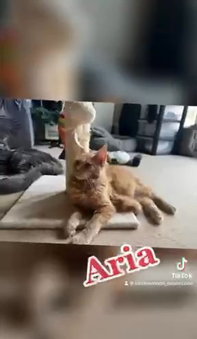 Maine Coon Queen