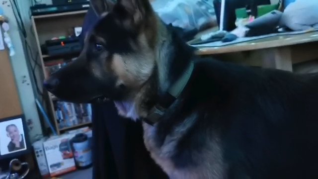 German shepherd 16 Month male