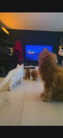 4xred & 3x White Mainecoons Available