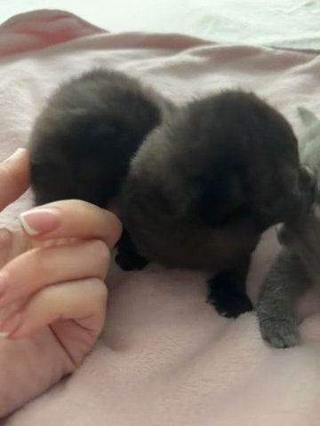 British Short Hair Kittens