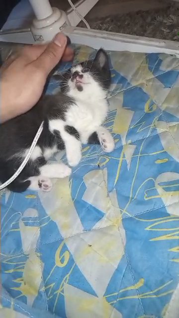 kitten