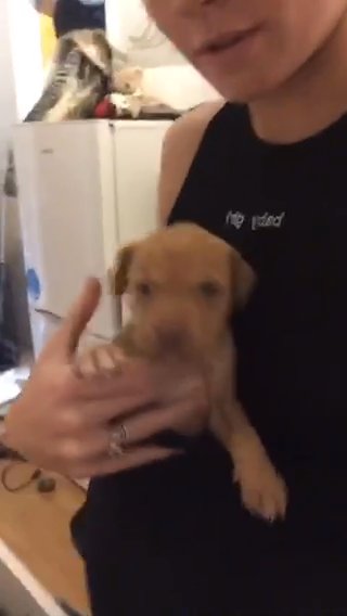 Female Puppy Cheap