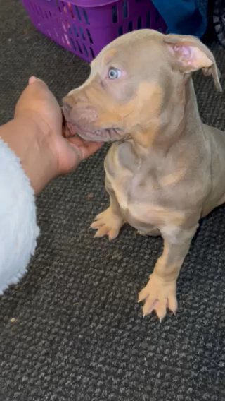 Lilac Tri Female Ready To Leave