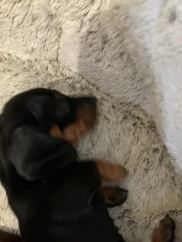 Dachund Puppies