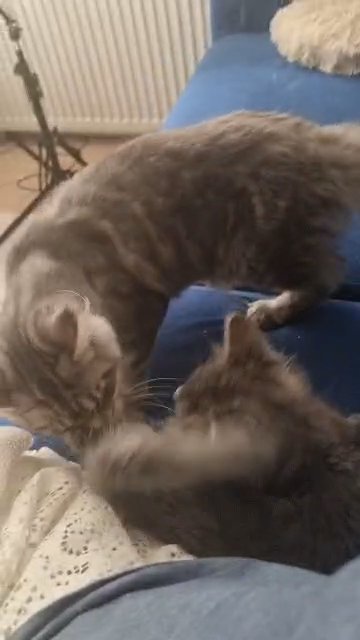 Gorgeous Pedigree Maine kitten