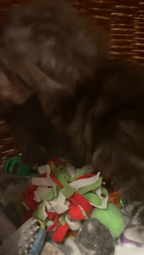 Maine Coon boy