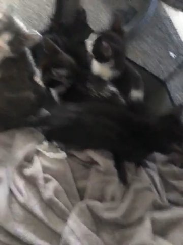 Kittens Ready To Leave