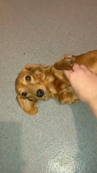 Long Haired Dachund