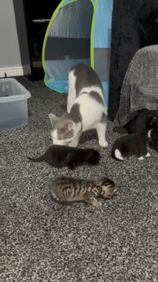 Kittens