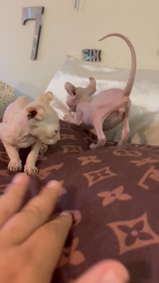 sphynx kittens