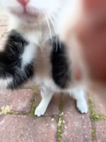Munna And Lunna Twins  Baby Sisters Cats