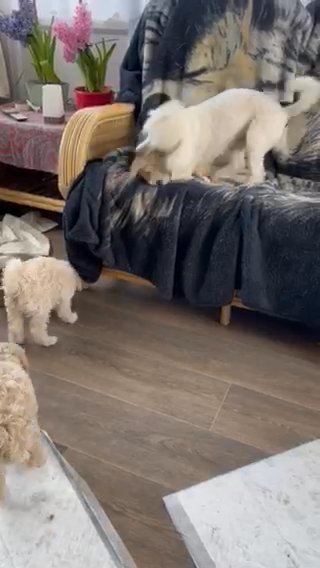 Toy Poodles