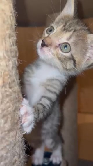 Beautiful Angora x tabby kitties
