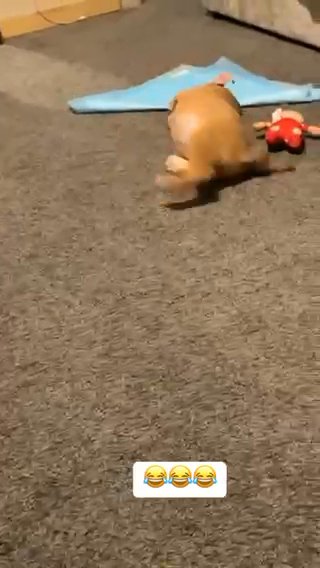 English Bulldog