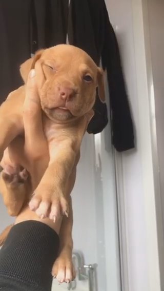 Pocket Bully Female